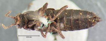 Media type: image;   Entomology 7314 Aspect: habitus ventral view